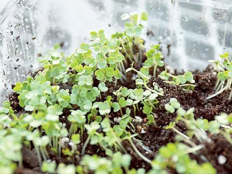 便攜式植物營養(yǎng)測定儀有什么用？