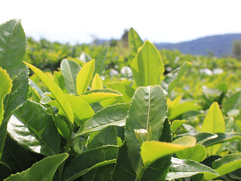 哪款設(shè)備可以精準(zhǔn)檢測植物冠層