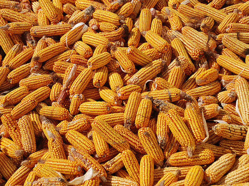 黃曲霉毒素主要存在于什么食品中？