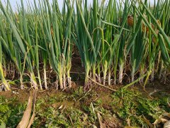 土壤測(cè)試儀協(xié)調(diào)作物生長(zhǎng)和營(yíng)養(yǎng)平衡