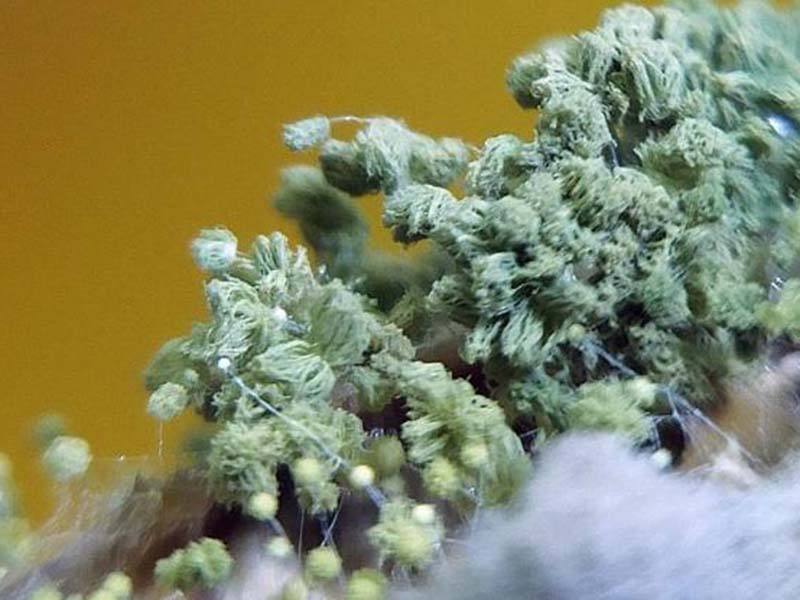 嘔吐毒素對人體有怎樣的危害