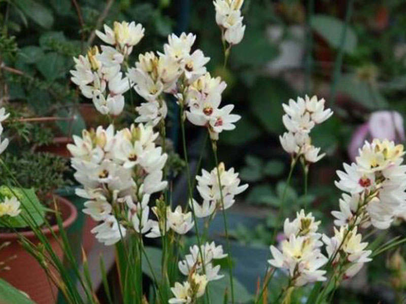 種植玉米百合，光照要合適